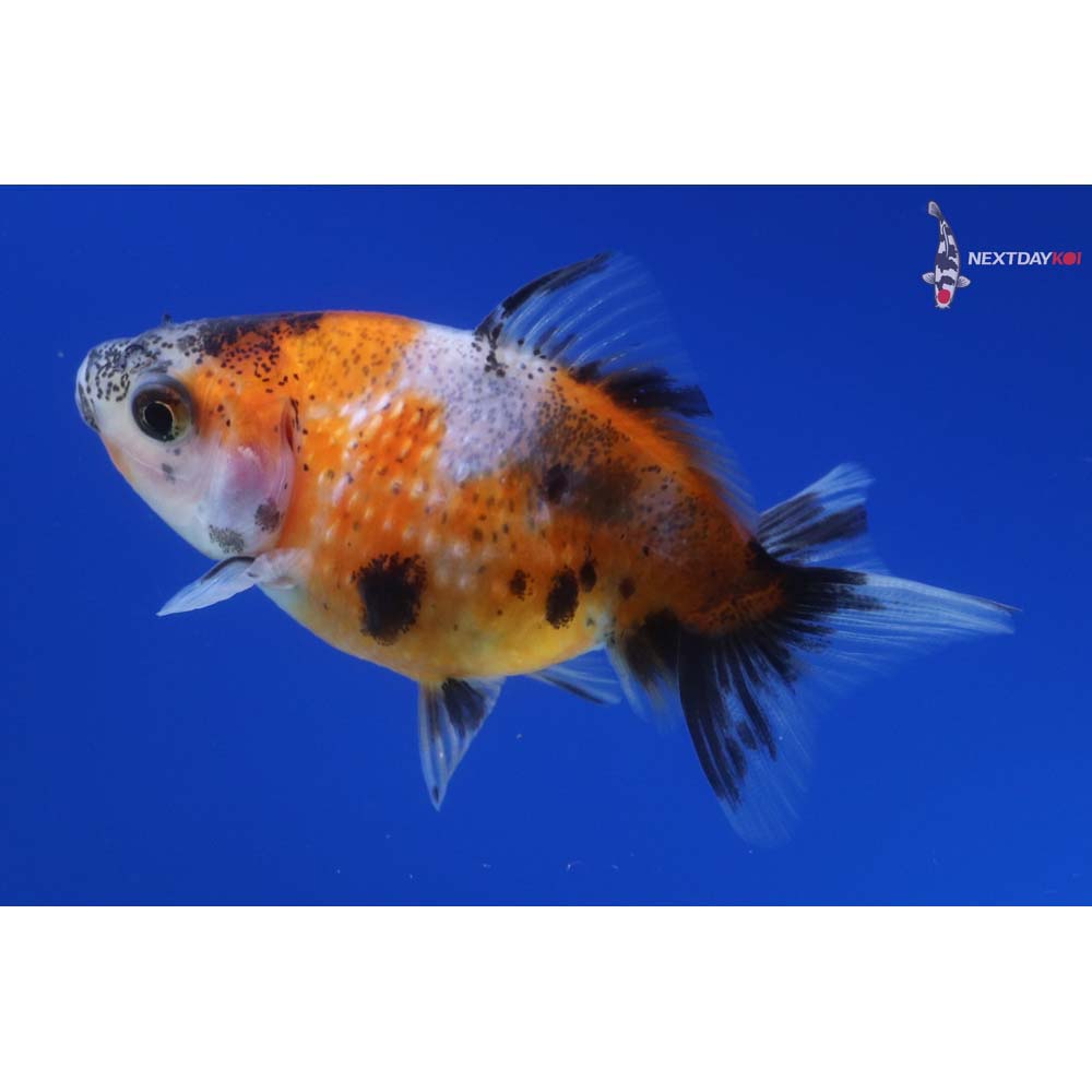 2.5” Imported Calico Pearlscale