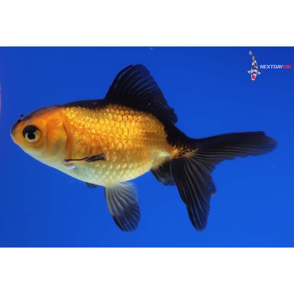 2.5” Imported Red and Black Pearlscale