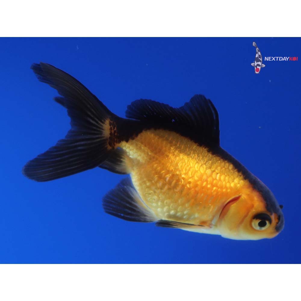 2.5” Imported Red and Black Pearlscale