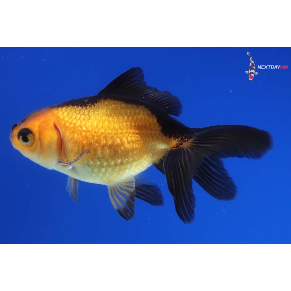 2.5” Imported Red and Black Pearlscale