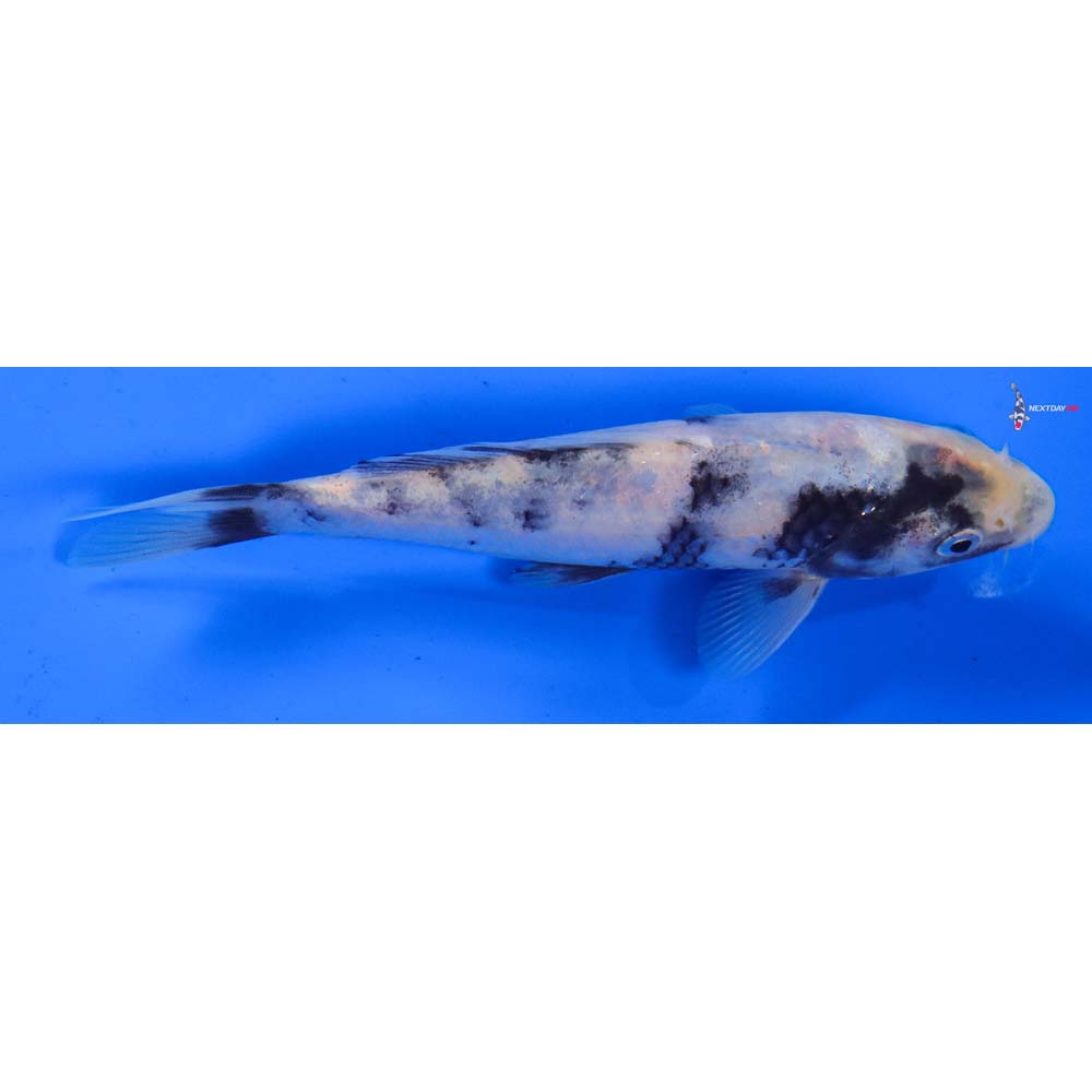 5.5” Imported Shiro Utsuri