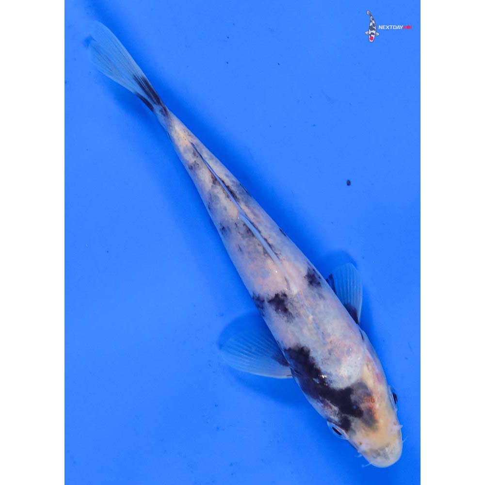 5.5” Imported Shiro Utsuri