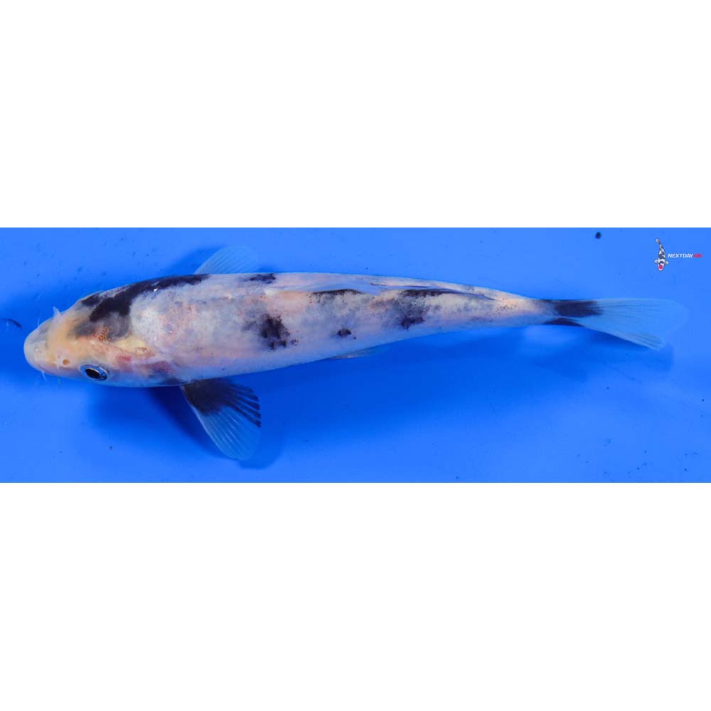 5.5” Imported Shiro Utsuri