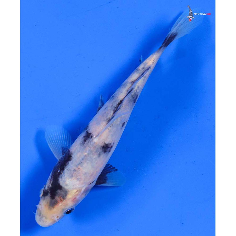 5.5” Imported Shiro Utsuri