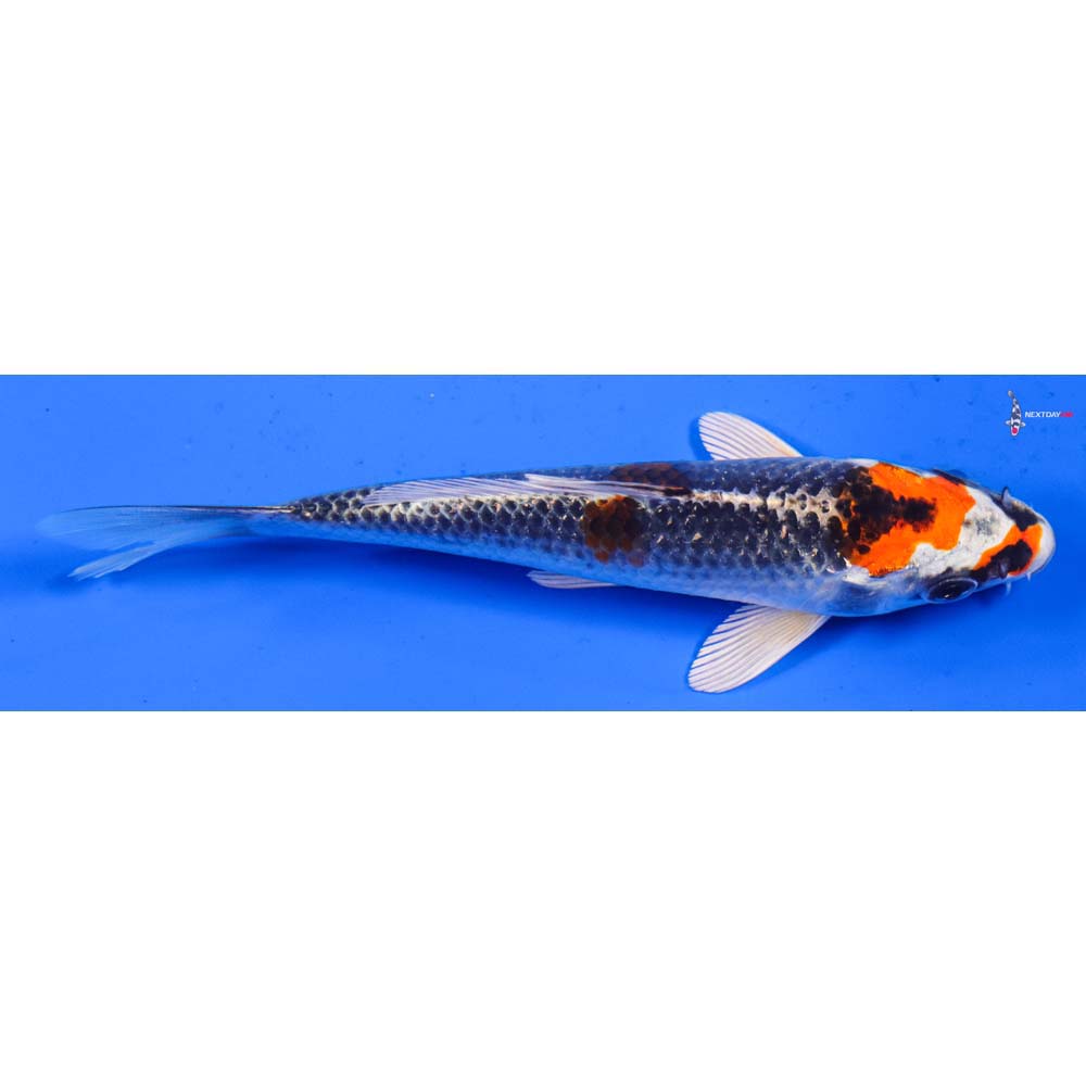 6” Imported Kujaku