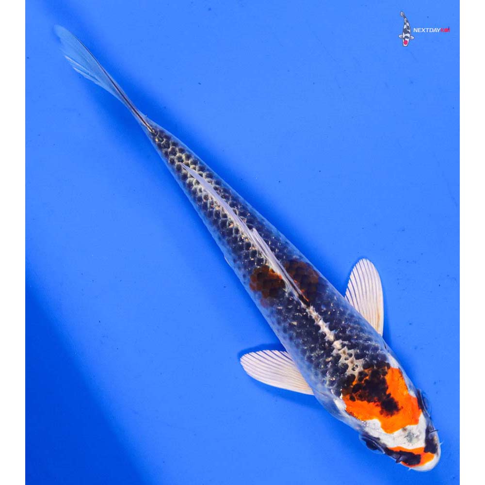 6” Imported Kujaku