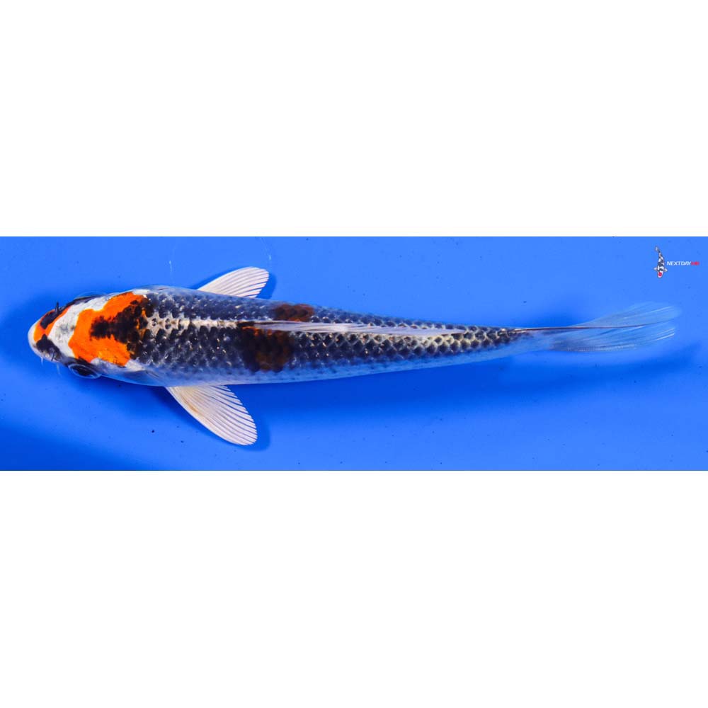 6” Imported Kujaku