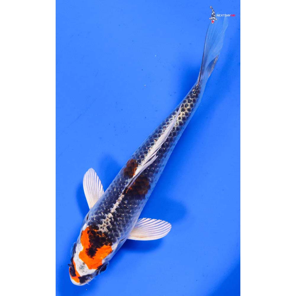 6” Imported Kujaku