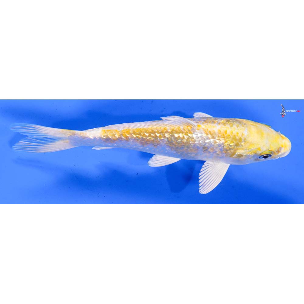 6” Imported Gin Rin Lemon Hariwake