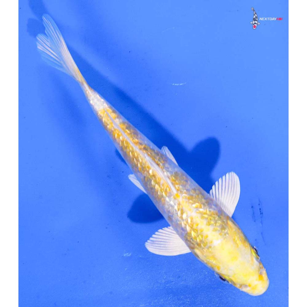 6” Imported Gin Rin Lemon Hariwake