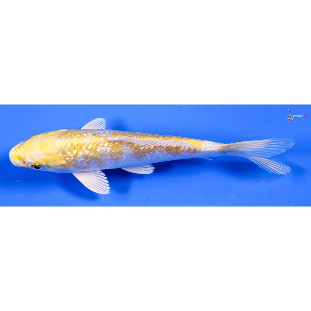 6” Imported Gin Rin Lemon Hariwake