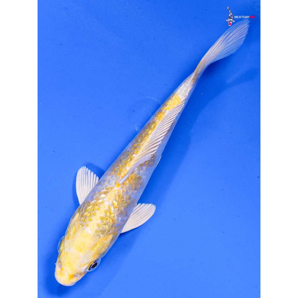 6” Imported Gin Rin Lemon Hariwake