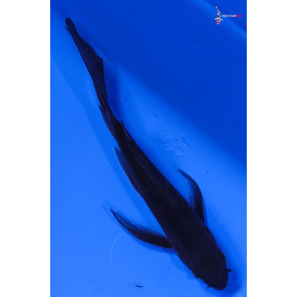 5” Imported Soragoi Butterfly Koi