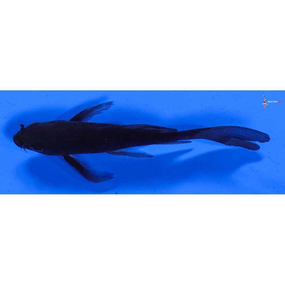 5” Imported Soragoi Butterfly Koi