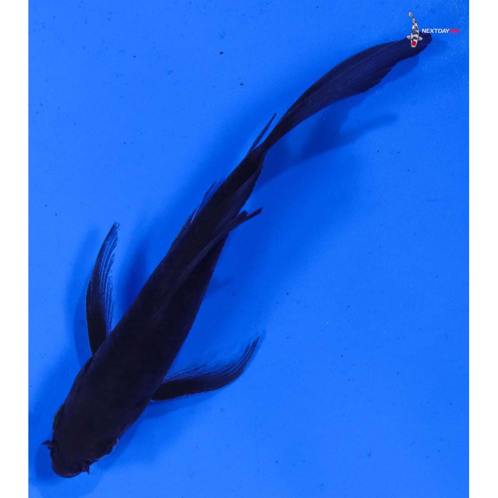 5” Imported Soragoi Butterfly Koi