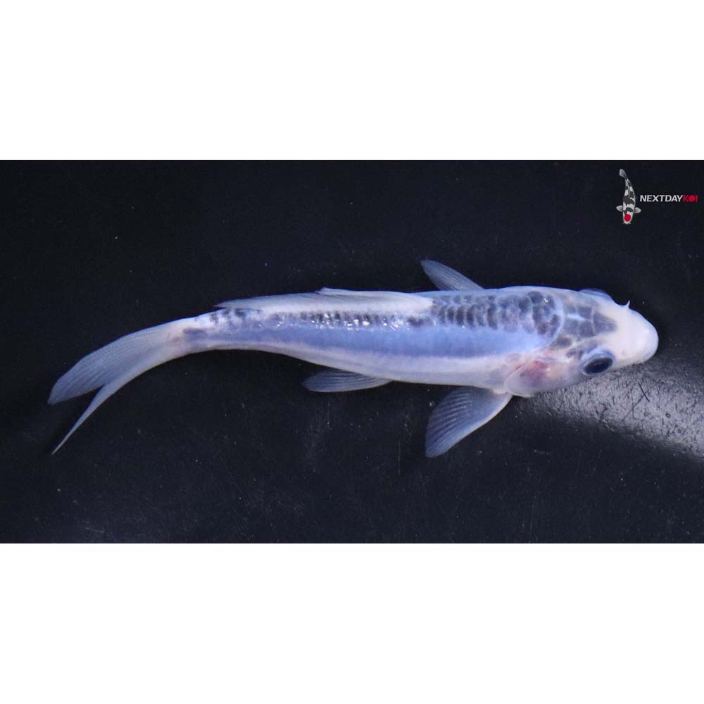 4.5” Imported Shusui