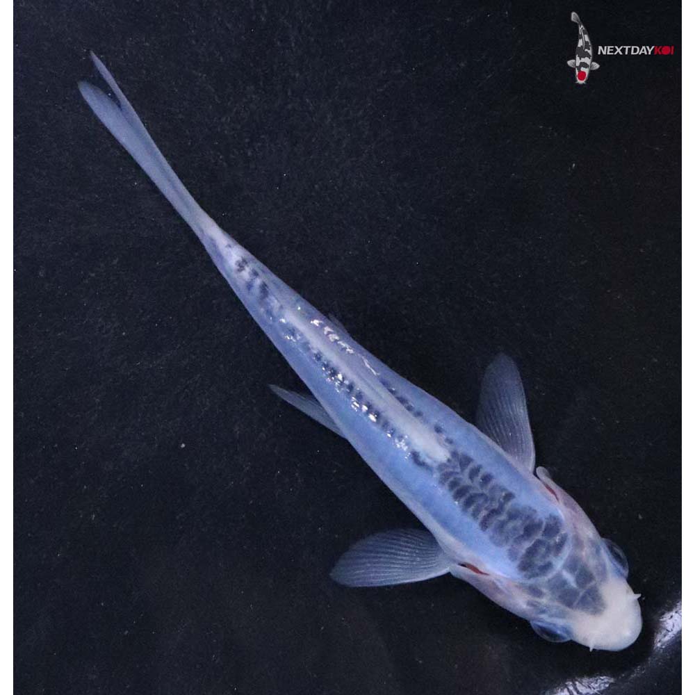 4.5” Imported Shusui