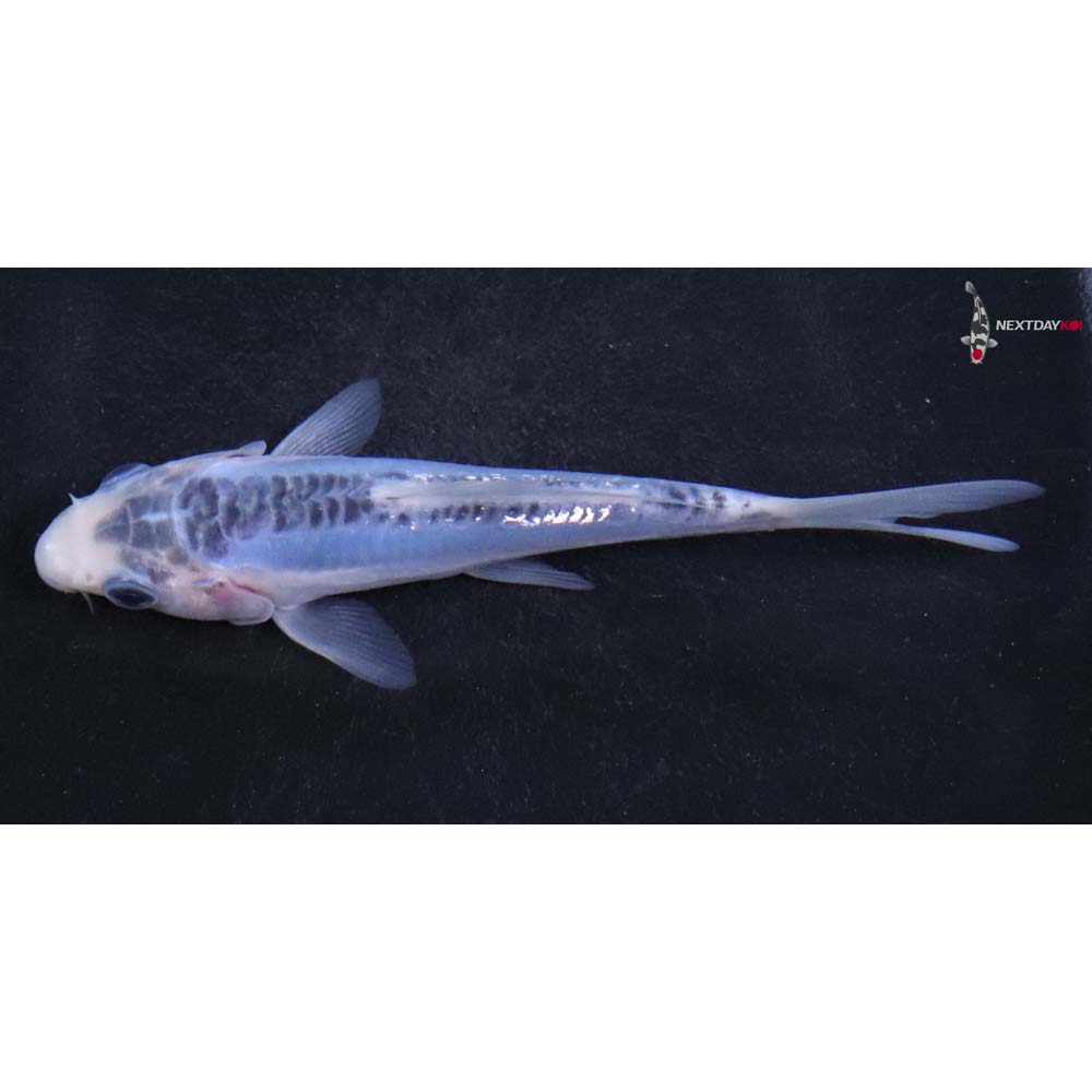 4.5” Imported Shusui