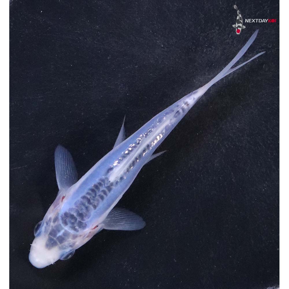 4.5” Imported Shusui