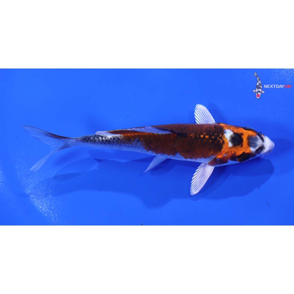 4” Imported Kujaku