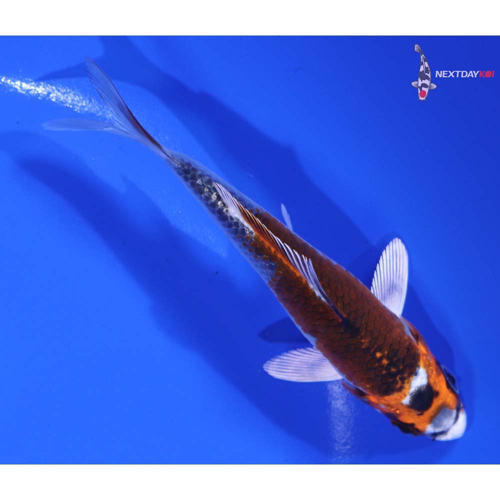 4” Imported Kujaku