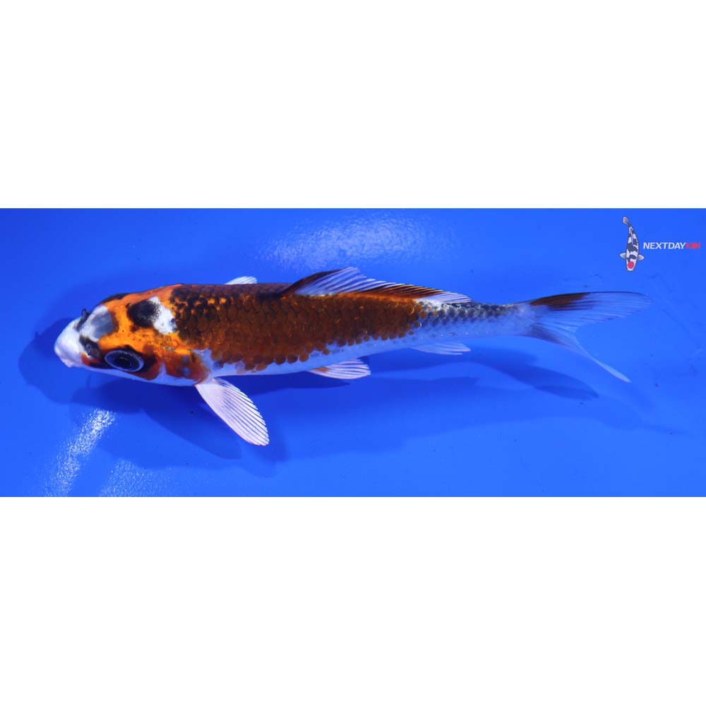 4” Imported Kujaku