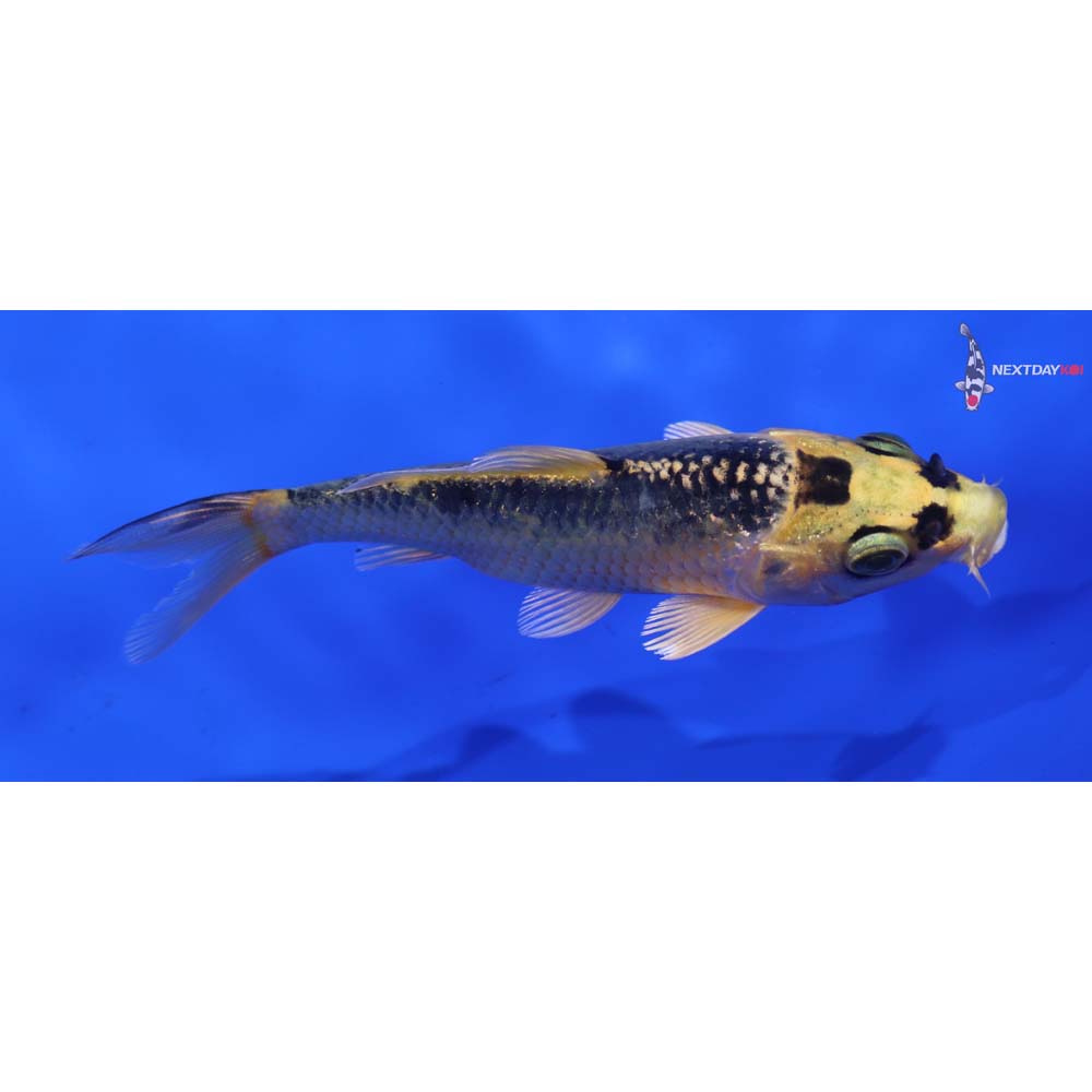 4.5” Imported Ki Matsuba