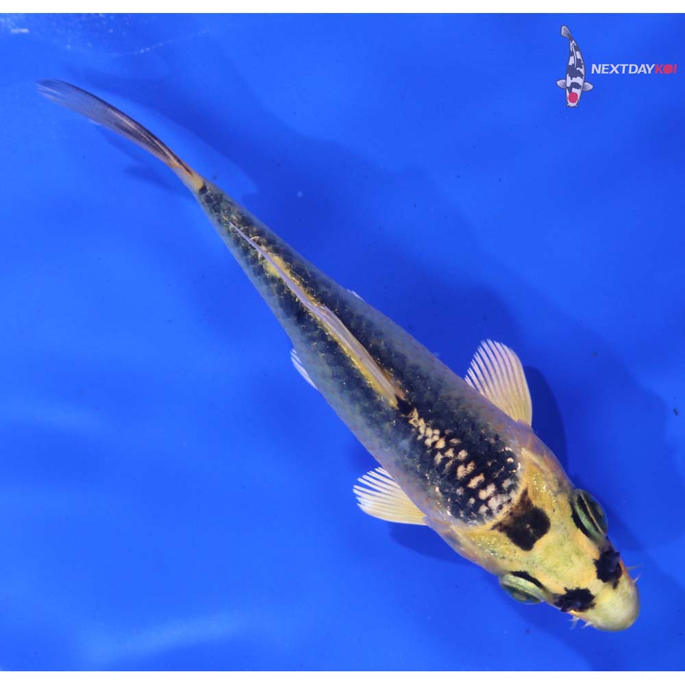 4.5” Imported Ki Matsuba