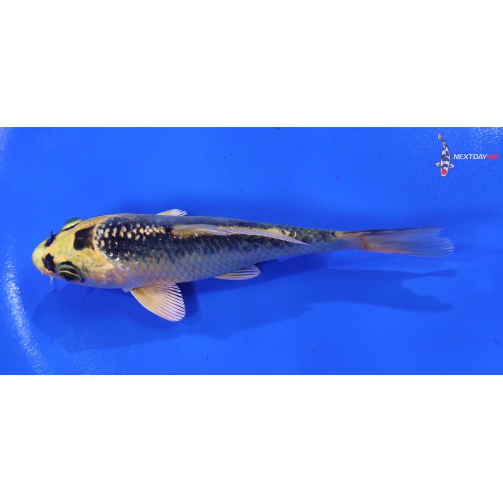 4.5” Imported Ki Matsuba