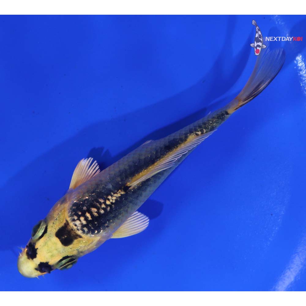 4.5” Imported Ki Matsuba