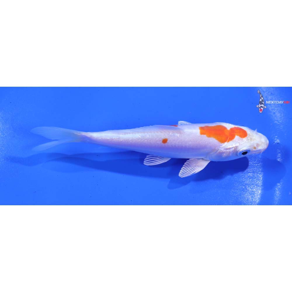 4.5” Imported Kikusui