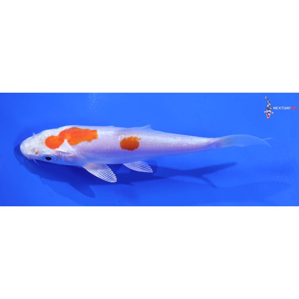 4.5” Imported Kikusui