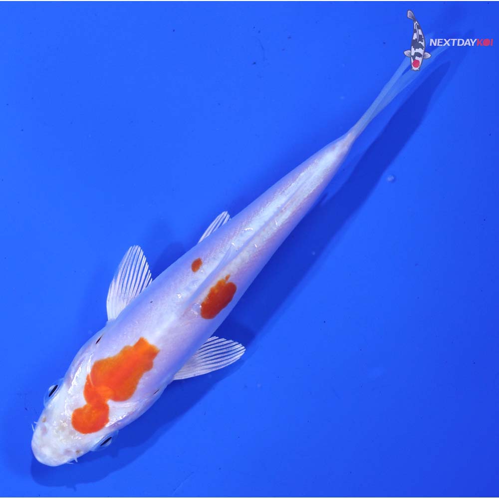 4.5” Imported Kikusui