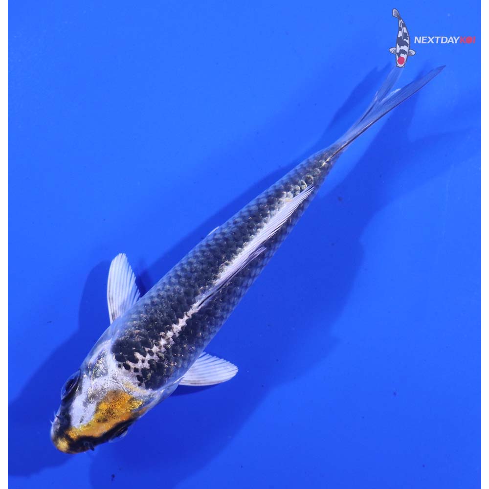 4.5” Imported Kujaku