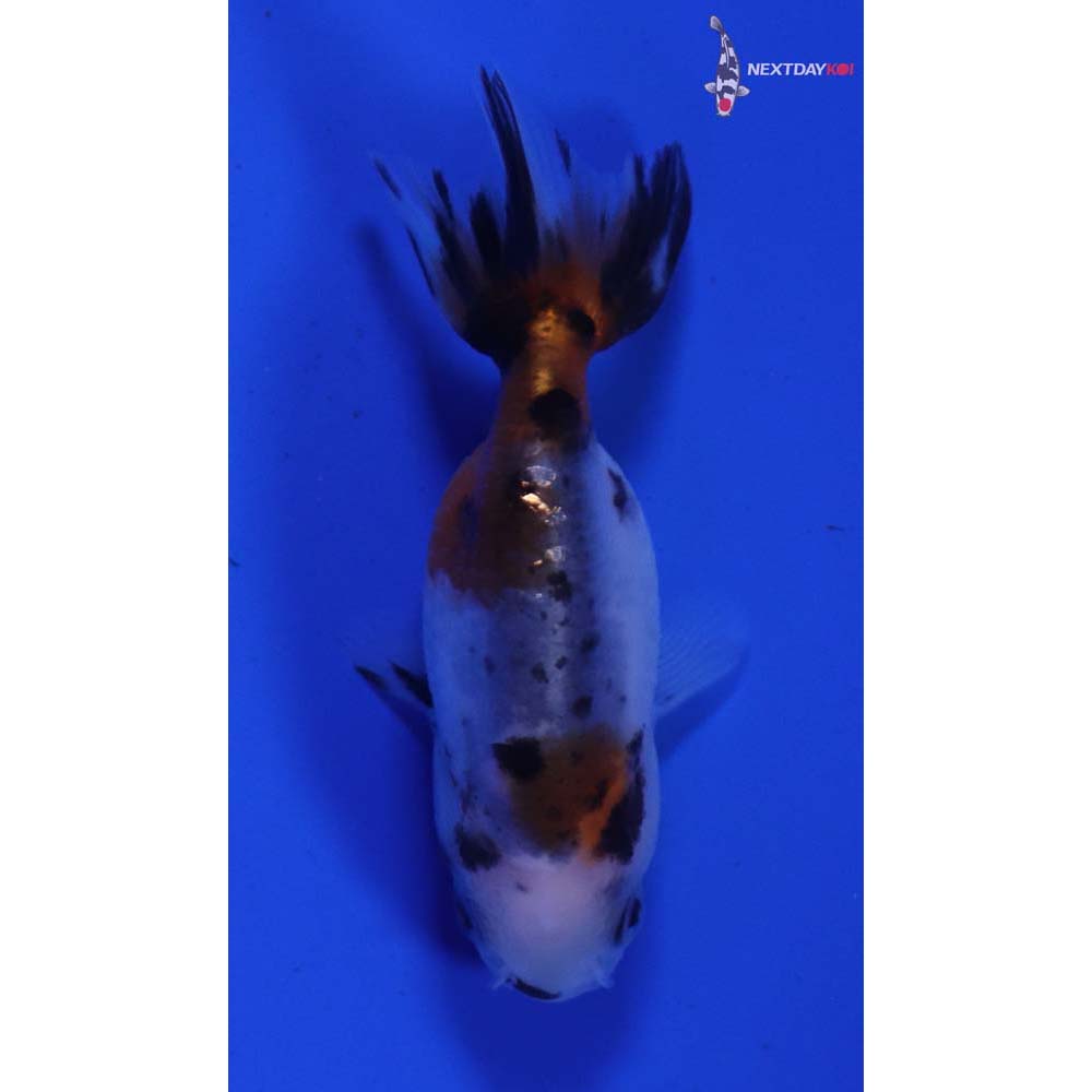 2” Imported Calico Ranchu
