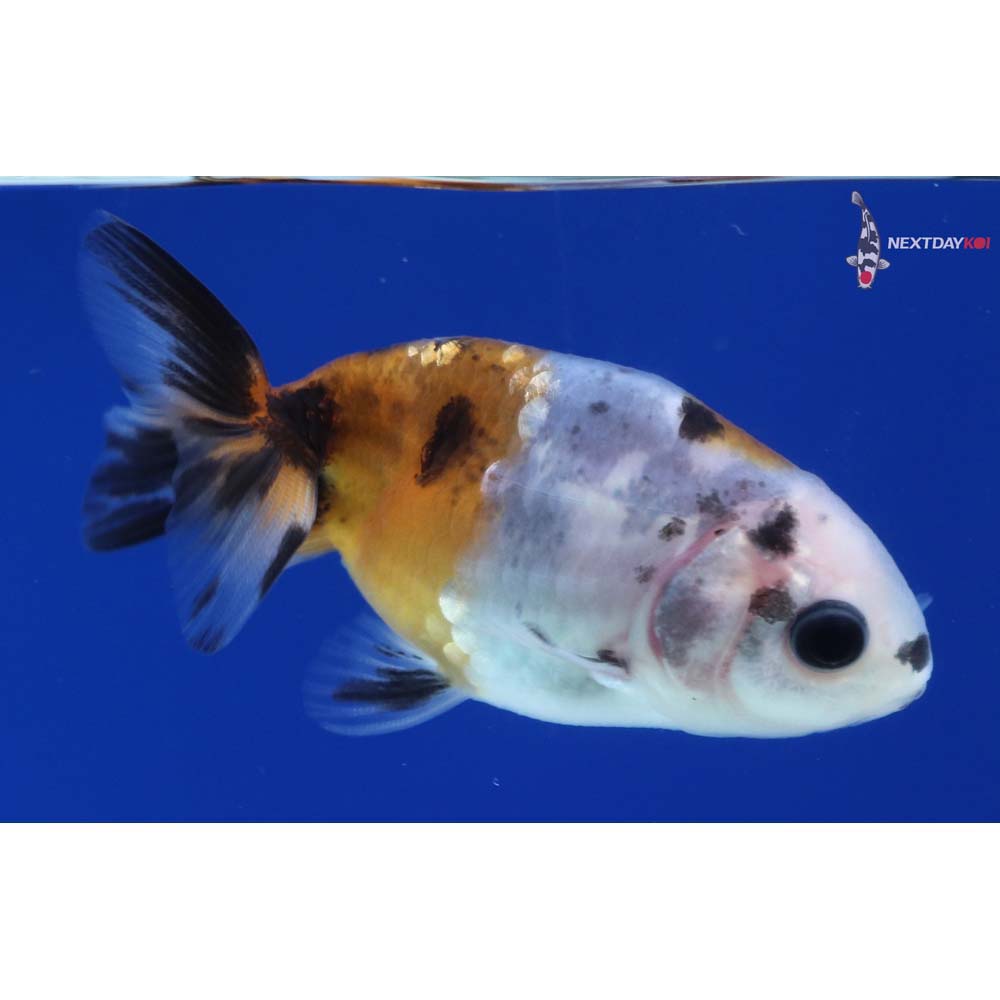 2” Imported Calico Ranchu