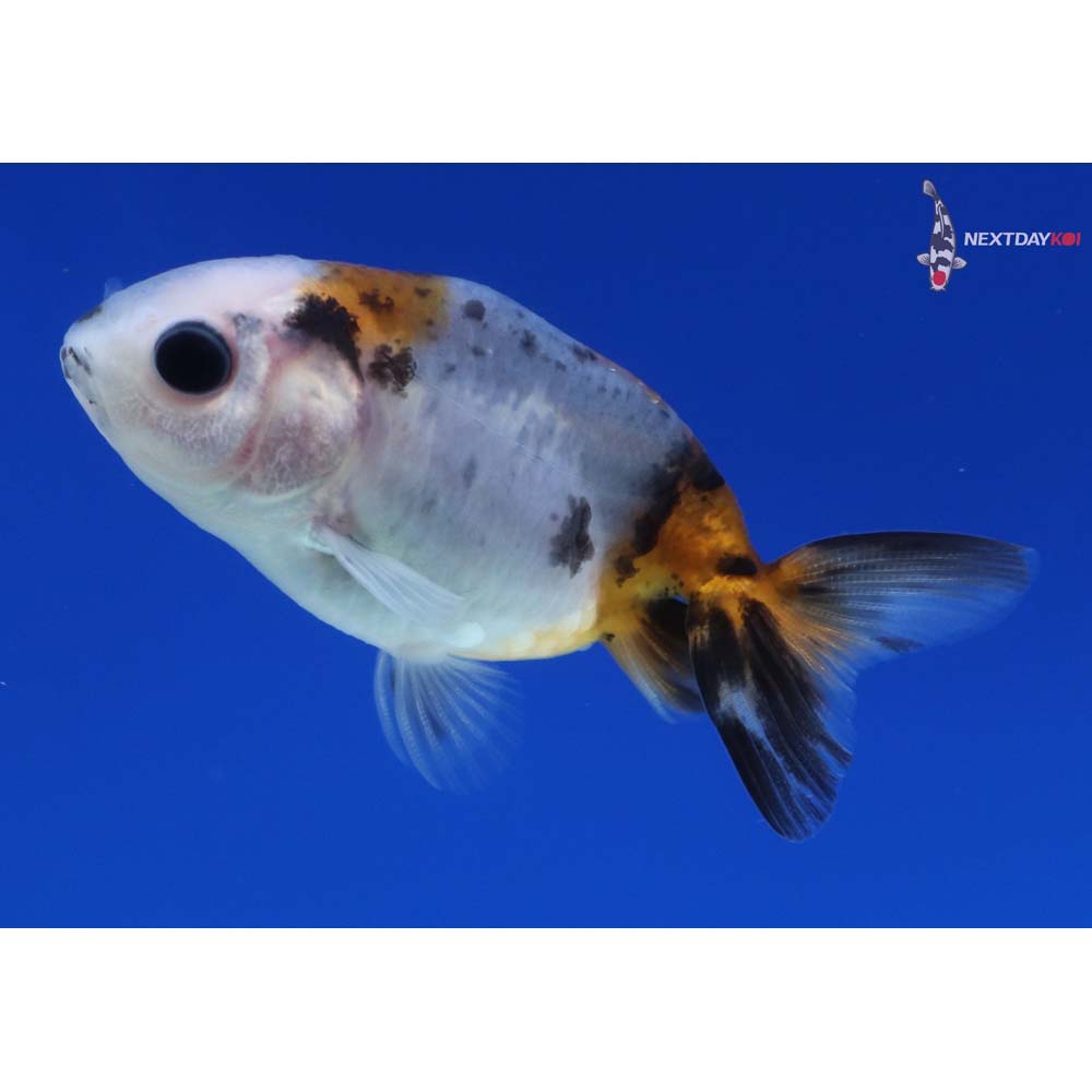 2” Imported Calico Ranchu