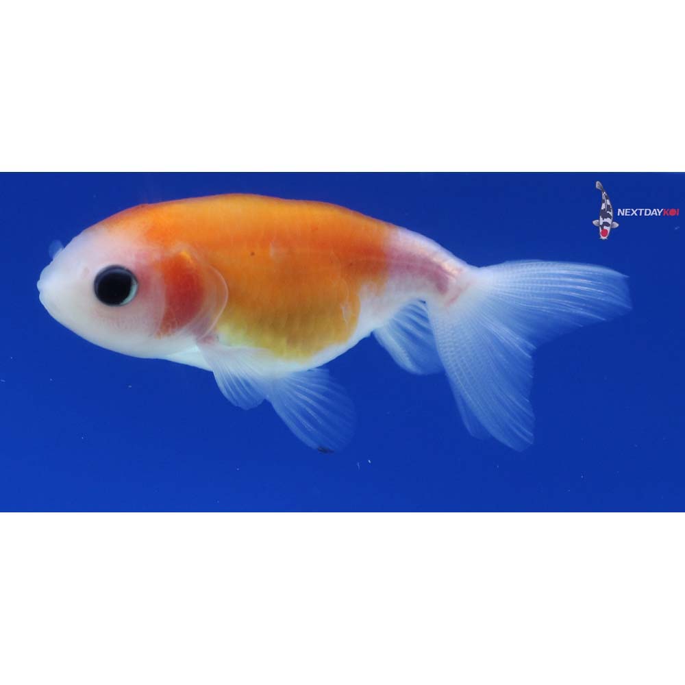 2” Imported Red and White Ranchu
