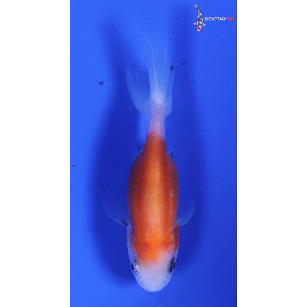 2” Imported Red and White Ranchu