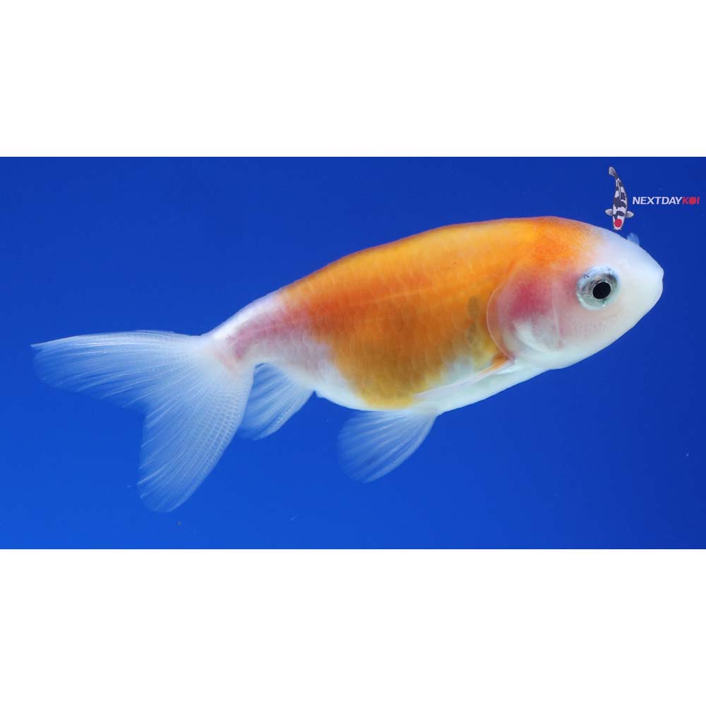 2” Imported Red and White Ranchu