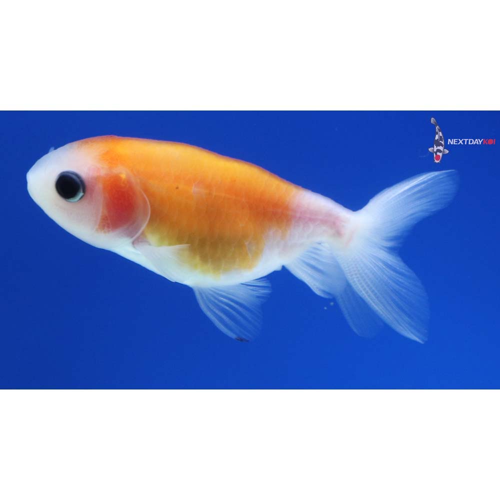 2” Imported Red and White Ranchu