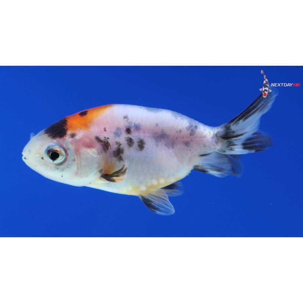 2” Imported Calico Ranchu