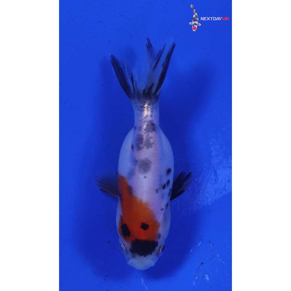 2” Imported Calico Ranchu