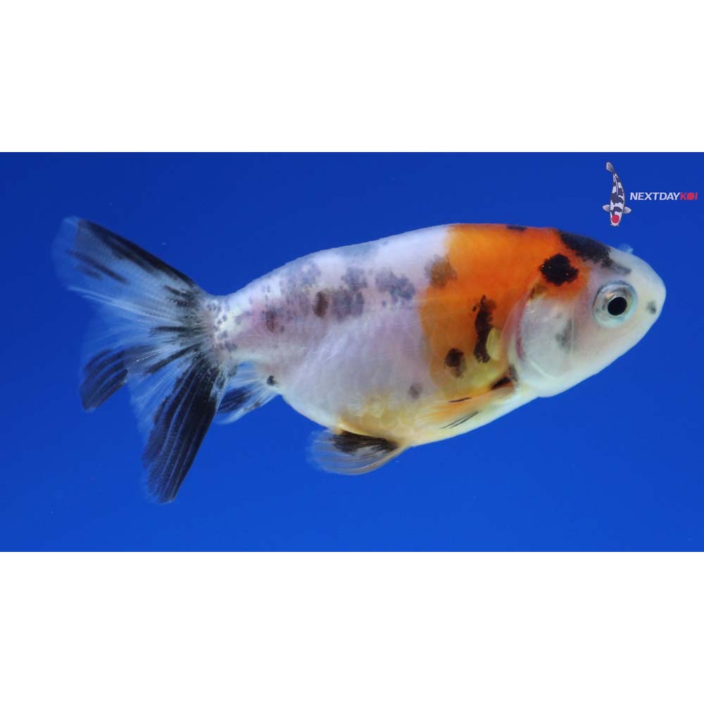 2” Imported Calico Ranchu