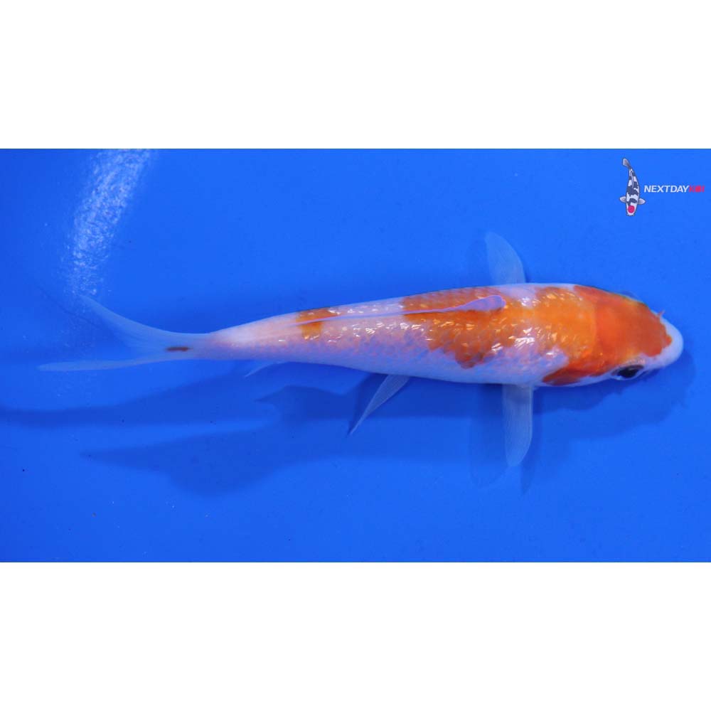 3.5” Imported Gin Rin Kohaku