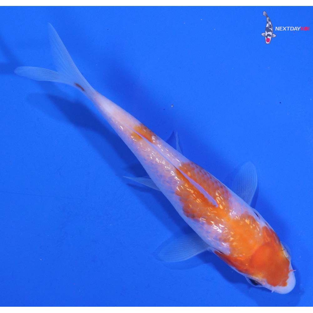 3.5” Imported Gin Rin Kohaku