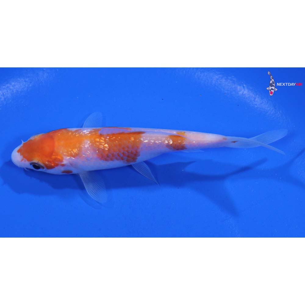 3.5” Imported Gin Rin Kohaku
