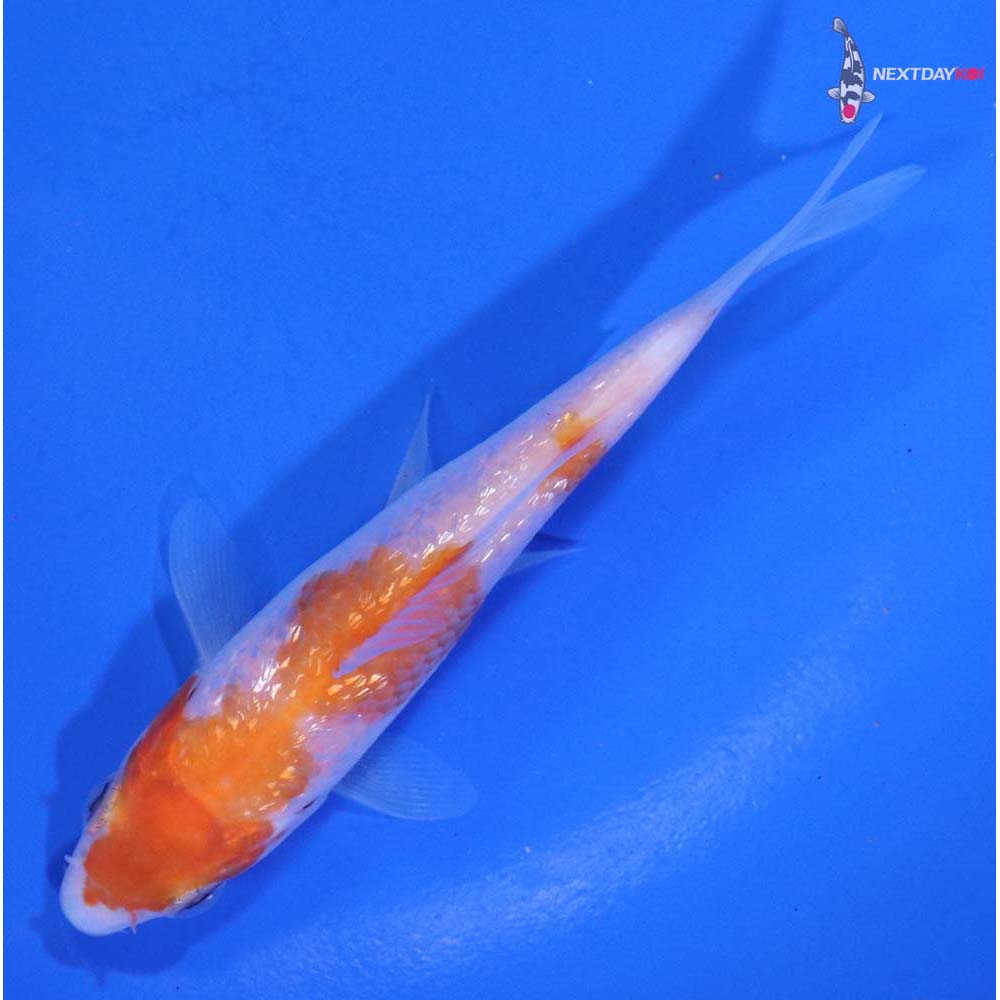 3.5” Imported Gin Rin Kohaku