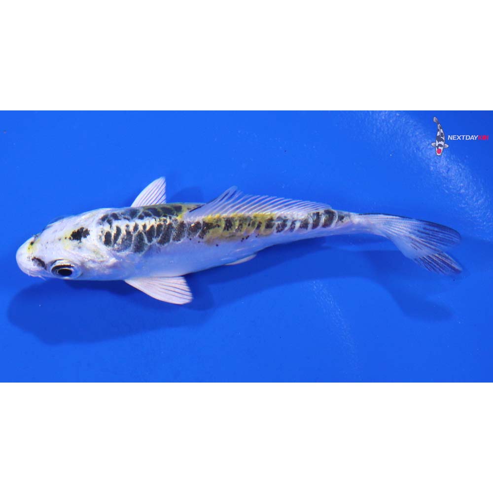 3.5” Imported Doitsu Blue Kujaku