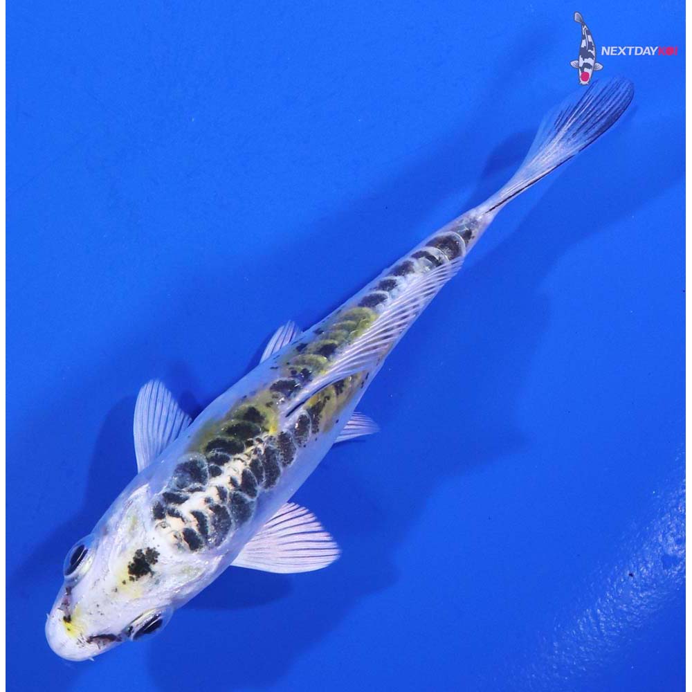 3.5” Imported Doitsu Blue Kujaku